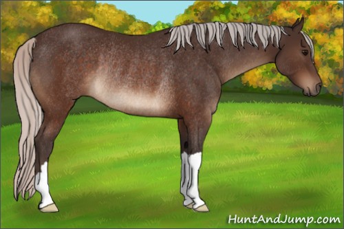 Horse Color:Silver Brown Rabicano 
