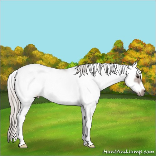 Horse Color:Silver Brown Sabino Frame Rabicano 