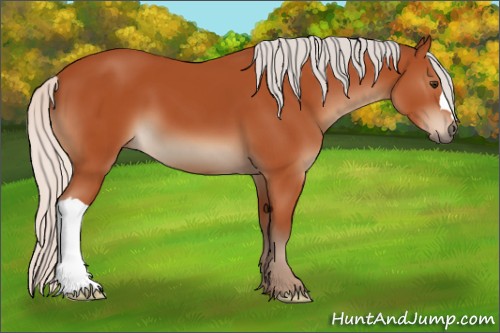 Horse Color:Silver Bay 