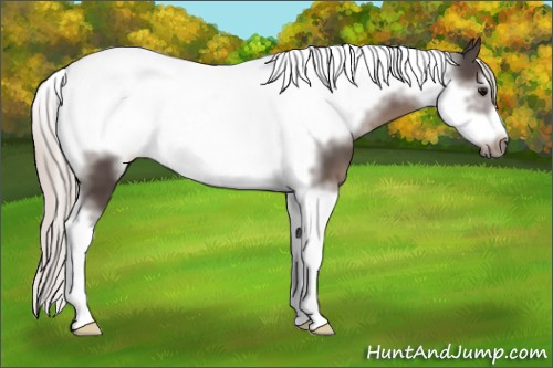 Horse Color:Silver Black Tobiano Frame 