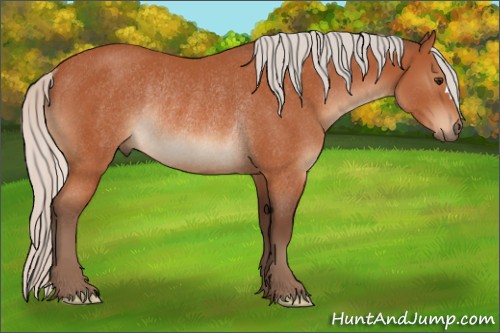 Horse Color:Silver Brown Rabicano 