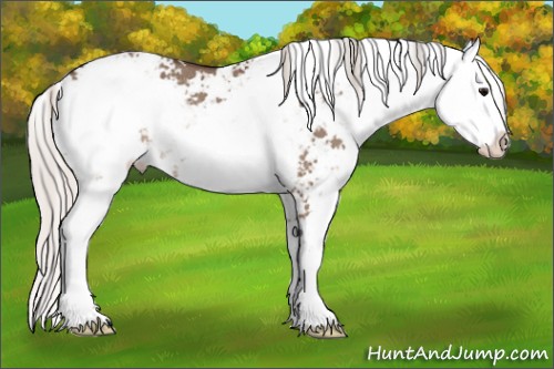 Horse Color:Silver Grullo Sabino Rabicano 