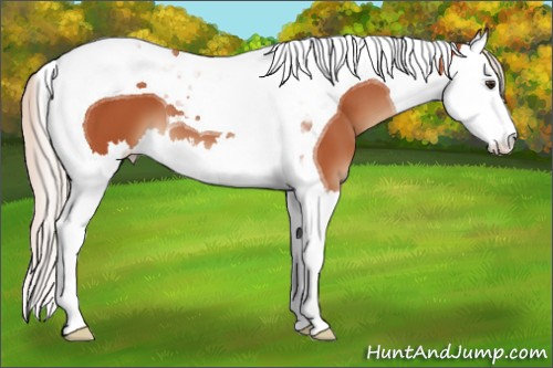 Horse Color:Silver Bay Splash Tobiano 