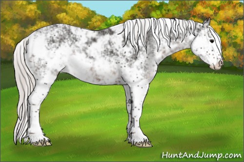 Horse Color:Silver Black Sabino 
