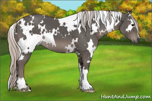 Horse Color:White Spotted Silver Black 