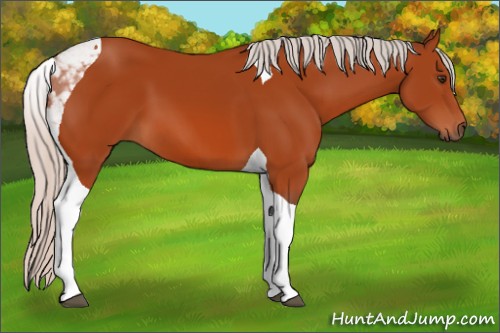 Horse Color:Silver Brown Tobiano 