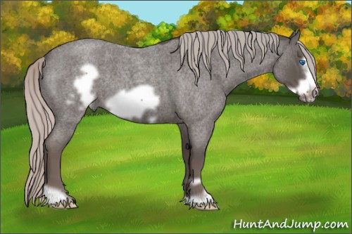 Horse Color:Silver Blue Roan Frame 