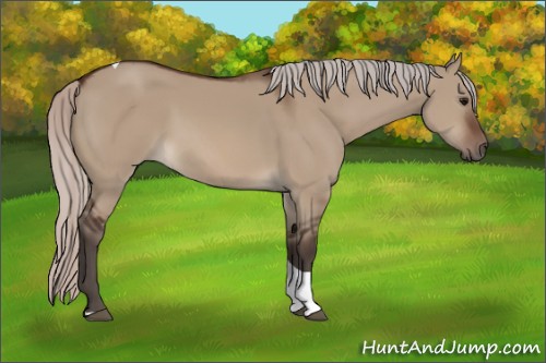 Horse Color:Silver Brown Dun Tobiano 