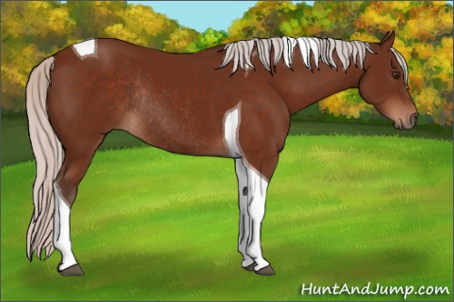 Horse Color:Silver Brown Tobiano Rabicano 