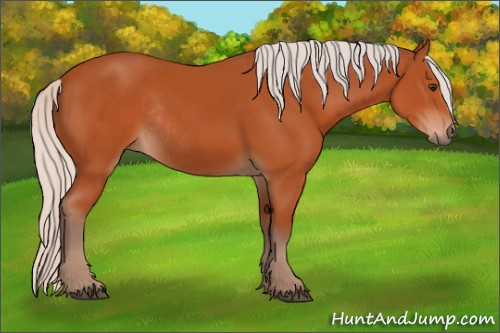 Horse Color:Silver Brown Rabicano 