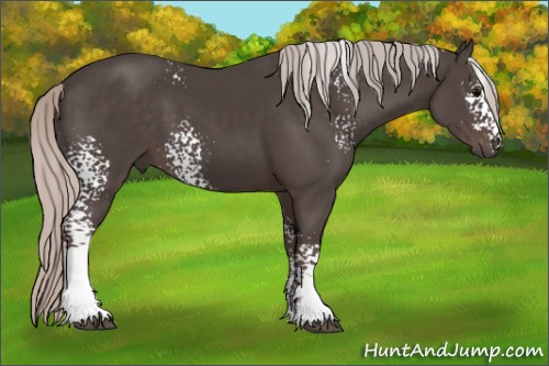 Horse Color:White Spotted Silver Black 