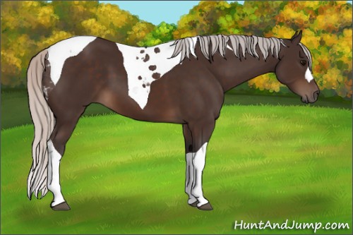 Horse Color:Silver Brown Tobiano 