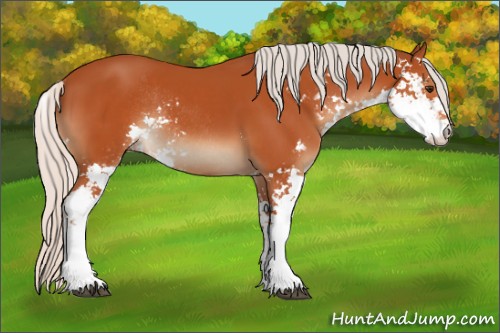 Horse Color:Silver Bay Sabino Rabicano 