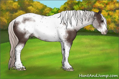 Horse Color:Silver Brown Sabino Tobiano Frame Rabicano 