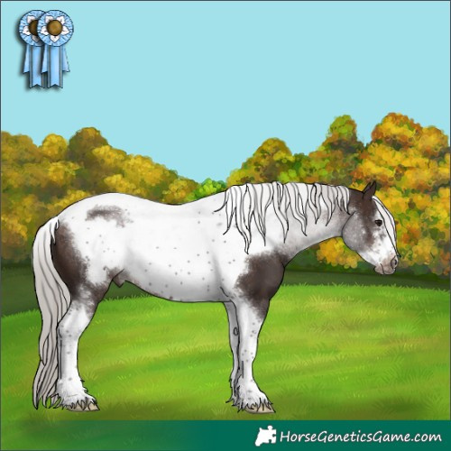 Horse Color:Silver Brown Sabino Tobiano Frame Rabicano 