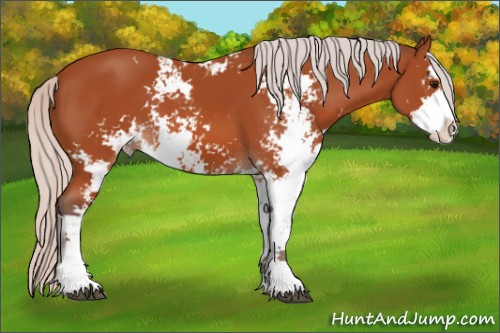Horse Color:Silver Bay Sabino 