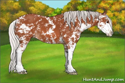 Horse Color:Silver Bay Sabino 