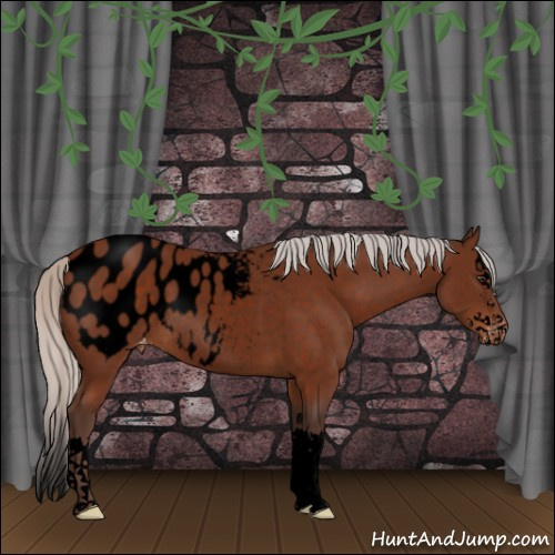 Horse Color:Void Silver Brown Sabino Splash Appaloosa Rabicano 