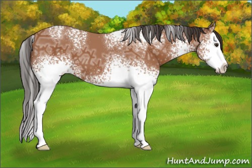 Horse Color:White Spotted Bay Ice Sabino Splash 