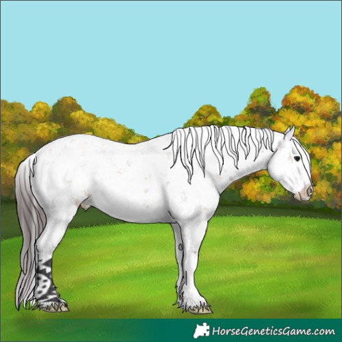 Horse Color:Bay Dun Sabino 