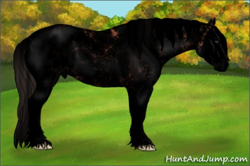 Horse Color:Void Bay Sabino Splash Appaloosa 