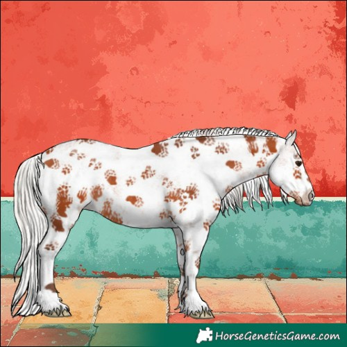 Horse Color:White Spotted Silver Bay Sabino Rabicano 