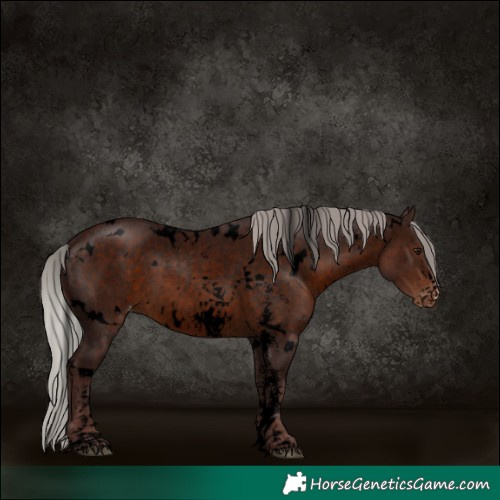 Horse Color:Void White Spotted Chocolate Silver Brown Sabino Varnish
