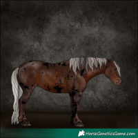 Horse Color:Void White Spotted Chocolate Silver Brown Sabino Varnish 