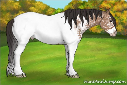 Horse Color:White Spotted Bay Dun Sabino Splash Appaloosa 