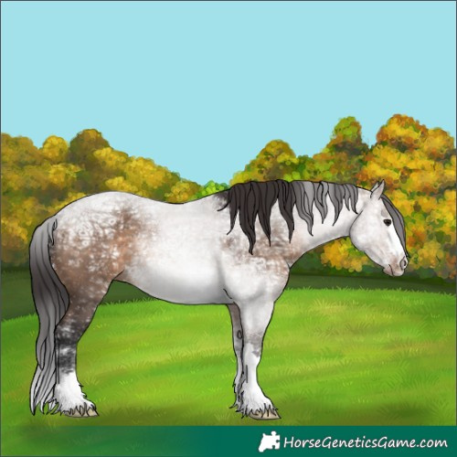 Horse Color:Brown Ice Dun 