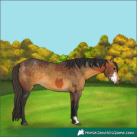 Horse Color:Bay Sabino  and Buckskin 