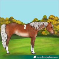 Horse Color:Silver Bay Tobiano 