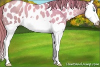 Horse Color:Chocolate Bay Pearl Splash Near Leopard 