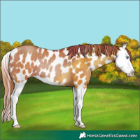 Horse Color:Chocolate Brown Pearl Splash Appaloosa Rabicano