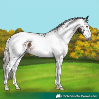 Horse Color:Gray White Spotted Silver Brown 