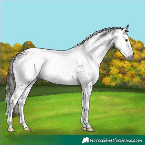 Horse Color:Gray White Spotted Liver Chestnut 