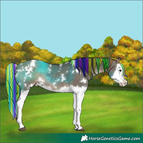 Horse Color:Painted White Spotted Brown Dun Splash Rabicano 