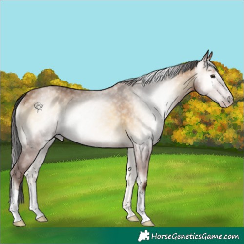 Horse Color:Gray Amber Champagne Onyx Rabicano 