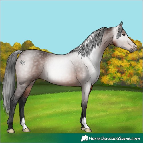 Horse Color:Gray Bay 