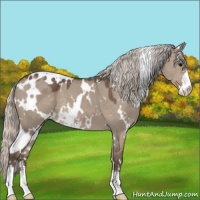 Horse Color:White Spotted Silver Grullo Sabino 
