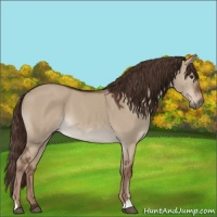 Horse Color:Liver Red Dun Sabino 