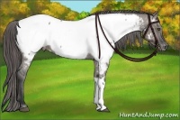 Horse Color:Grullo Appaloosa Rabicano