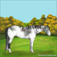 Horse Color:White Spotted Black 