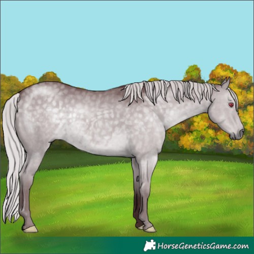 Horse Color:Chocolate Silver Grullo Chinchilla 