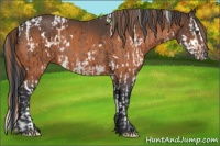 Horse Color:White Spotted Liver Chestnut Sabino Splash Rabicano  and White Spotted Bay Rabicano 