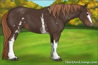 Horse Color:White Spotted Liver Chestnut 