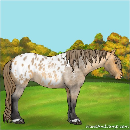 Horse Color:Buckskin Roan Appaloosa