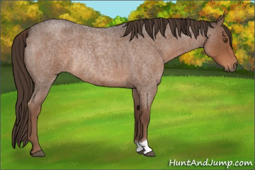 Horse Color:Liver Red Roan Rabicano 
