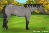 Horse Color:Grullo Roan Rabicano 