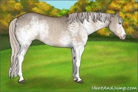 Horse Color:White Spotted Silver Bay Roan Dun 